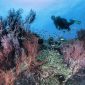 bali-diving-safari-3d2n