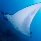digital-underwater-photography.jpg