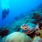 diving-course-in-bali-fun-diving.jpg