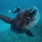 mola-mola-diving
