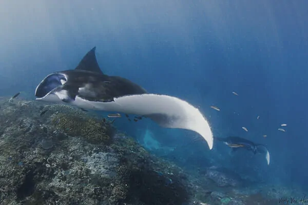 nusapenida-dive-trip.jpg nusapenida-dive-trip.jpg