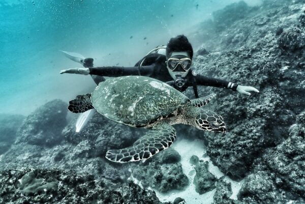 turtle diving bali